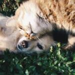 寵物保健與狗 Frontline Plus：香港飼主必讀健康守則